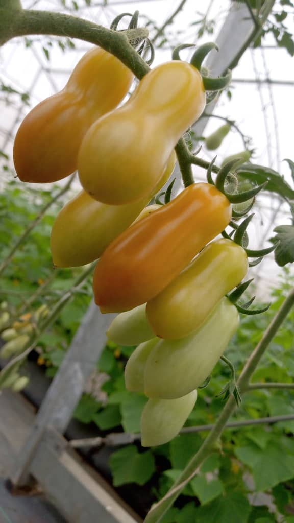 our cherry plants