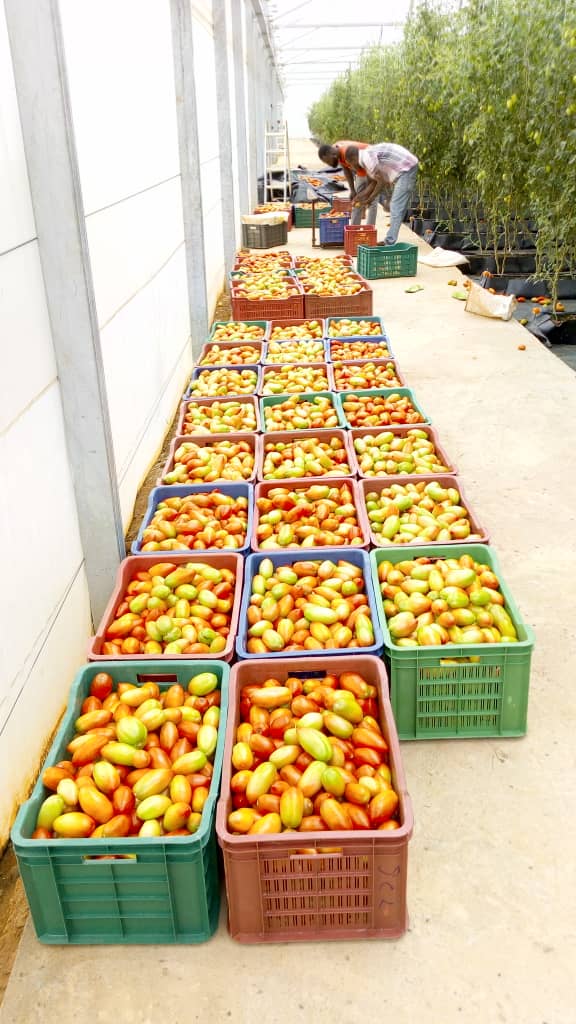 tomato sorting and weighing